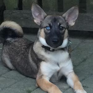 Team Page: Harts, the sweetest rescue pup!